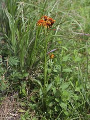 Tephroseris flammea