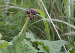 Ligularia dentata