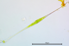 Closterium setaceum