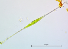 Closterium setaceum