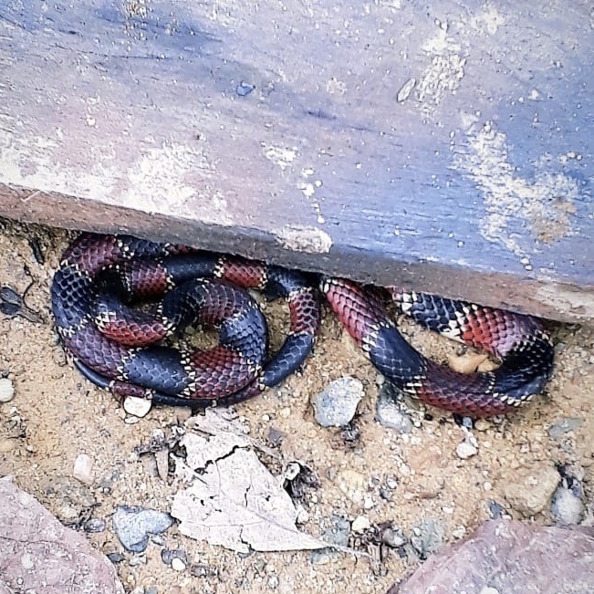Steindachner's Coral Snake