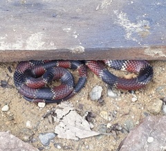 Micrurus steindachneri