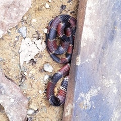 Micrurus steindachneri