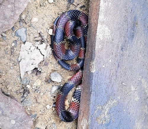 Photo of a Steindachner's Coral Snake (Micrurus steindachneri)