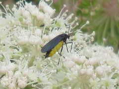 Sciara hemerobioides