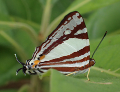 Dodona deodata