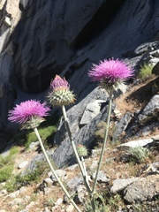 Cirsium occidentale