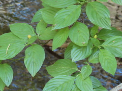 Cornus sessilis