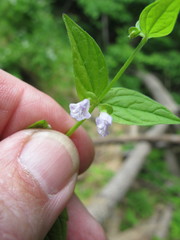 Scutellaria nervosa
