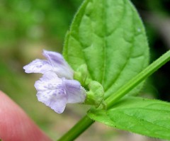 Scutellaria nervosa