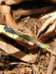 Argia anceps