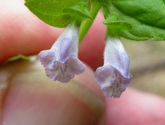 Scutellaria nervosa
