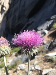 Cirsium occidentale