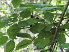 Cornus sessilis