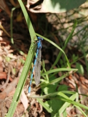 Argia anceps