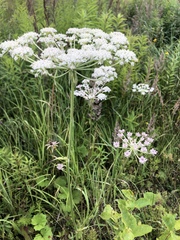 Silphiodaucus prutenicus