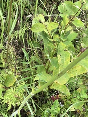 Silphiodaucus prutenicus