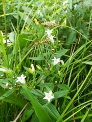 Spigelia texana