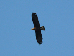 Haliaeetus leucoryphus