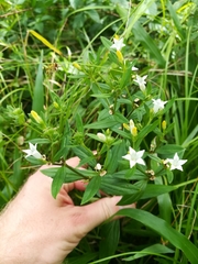 Spigelia texana