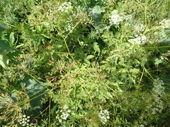 Chaerophyllum aromaticum