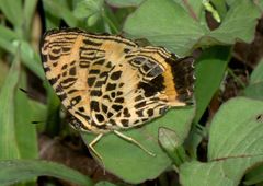 Symbrenthia niphanda