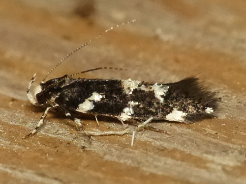 Wyatt's Cosmet Moth