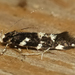 Wyatt's Cosmet Moth - Photo (c) CatherineK, some rights reserved (CC BY-SA), uploaded by CatherineK