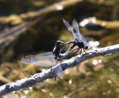 Leucorrhinia intacta