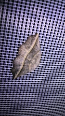 Metanema determinata