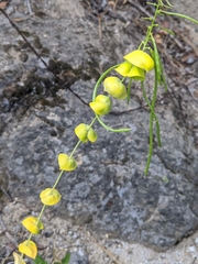 Streptanthus diversifolius