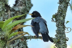 Turdus flavipes
