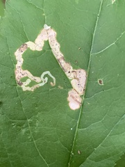 Phytomyza aralivora