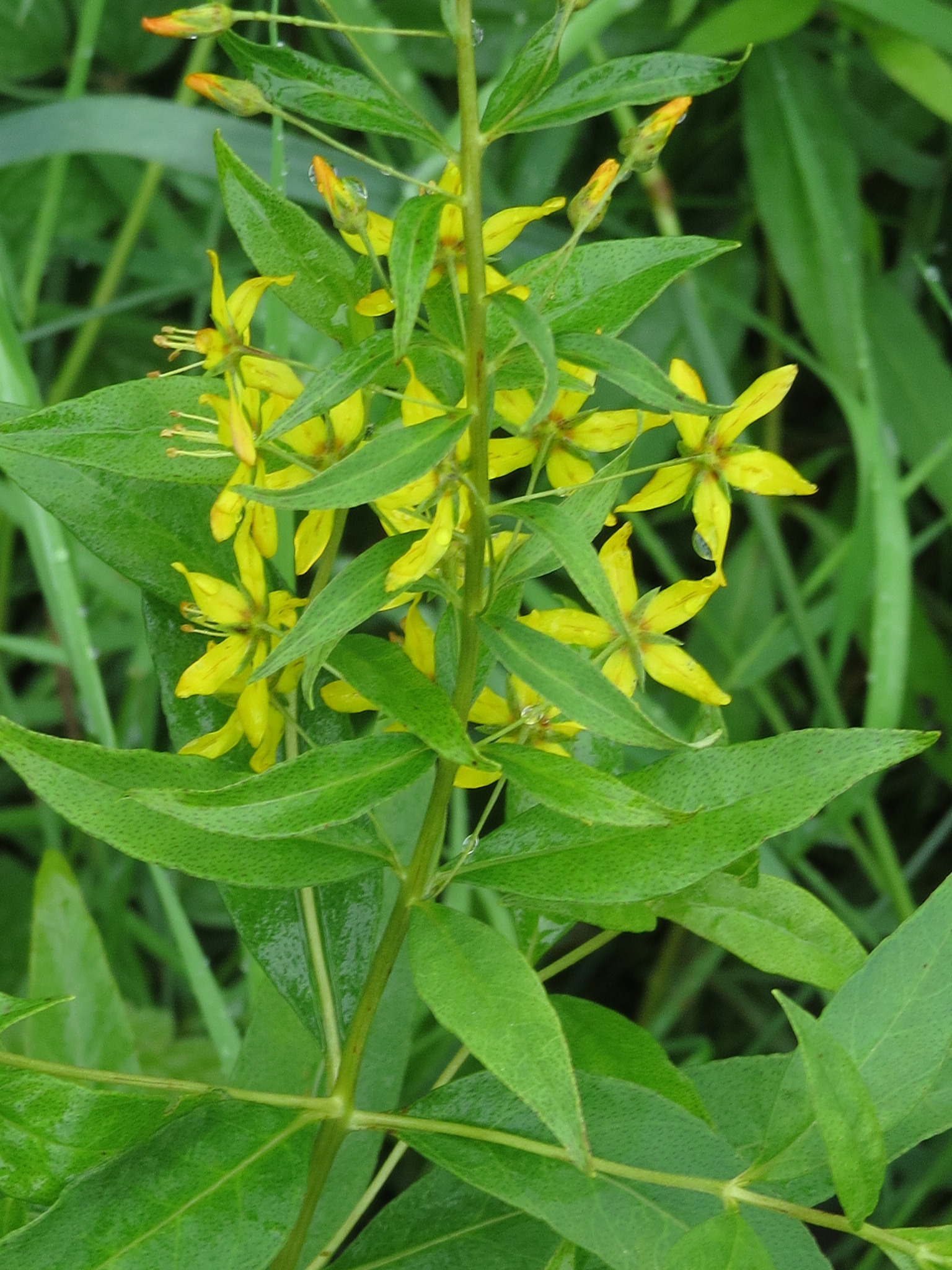Lysimachia X producta
