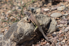 Cophosaurus texanus scitulus