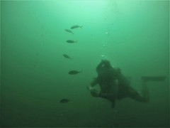 Caranx caninus
