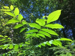 Juglans ailantifolia