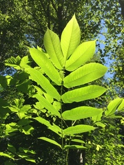 Juglans ailantifolia
