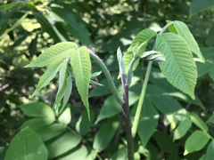 Juglans ailantifolia