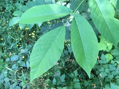 Juglans ailantifolia