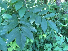 Juglans ailantifolia