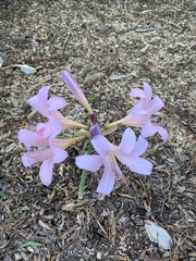 Amaryllis belladonna