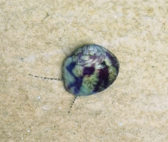 Steromphala umbilicalis