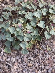 Proboscidea louisianica