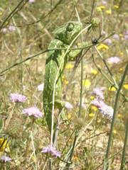 Chamaeleo chamaeleon chamaeleon