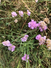 Armeria maritima