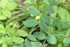 Lathyrus ochroleucus