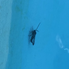 Synanthedon formicaeformis