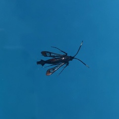 Synanthedon formicaeformis