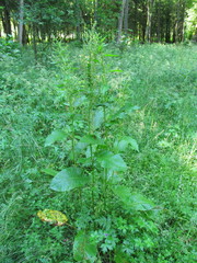 Rumex confertus